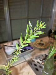 Euthamia leptocephala