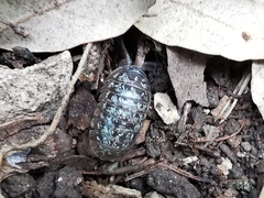 Armadillidium simoni