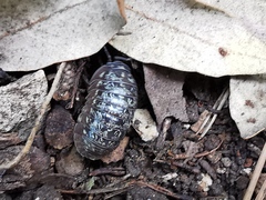 Armadillidium simoni