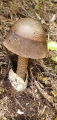 Amanita pekeoides