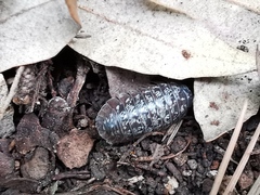 Armadillidium simoni