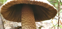 Amanita pekeoides