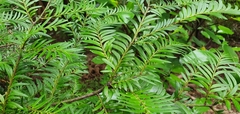 Prumnopitys ferruginea