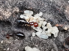 Camponotus lateralis