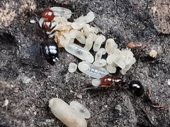 Camponotus lateralis