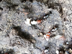 Camponotus lateralis