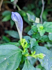 Strobilanthes flexicaulis