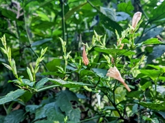 Strobilanthes flexicaulis