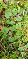 Pterostylis