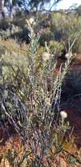 Olearia pimeleoides