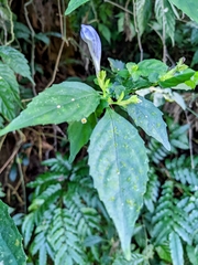 Strobilanthes flexicaulis