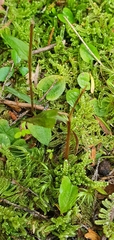 Pterostylis