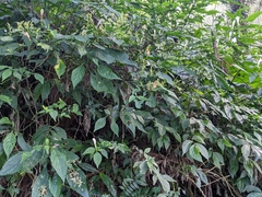 Strobilanthes flexicaulis