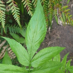 Sambucus gaudichaudiana
