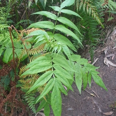 Sambucus gaudichaudiana