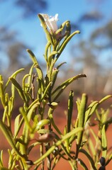 Eremophila caperata