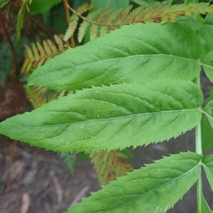 Sambucus gaudichaudiana