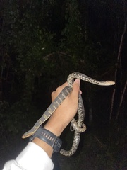 Nerodia fasciata × clarkii