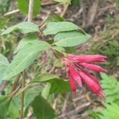 Cestrum elegans