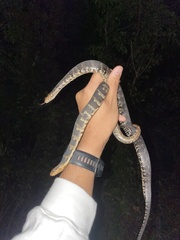 Nerodia fasciata × clarkii