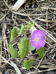 Impatiens putii