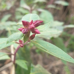 Cestrum elegans