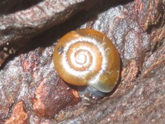 Aegopinella nitidula