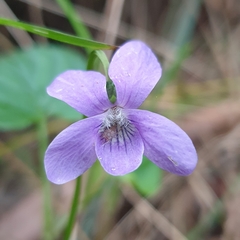 Viola riviniana