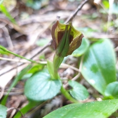 Chiloglottis