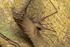 Australotettix