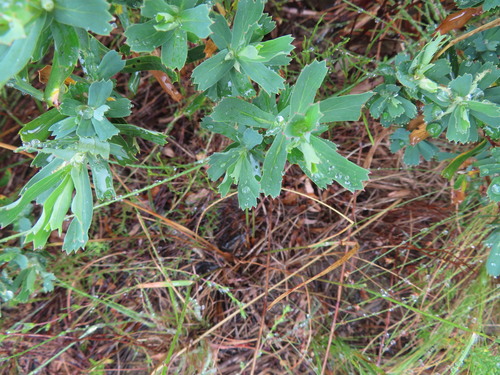 Image of Cliffortia cuneata by (c) linkie, some rights reserved (CC BY)