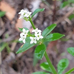 Asperula euryphylla
