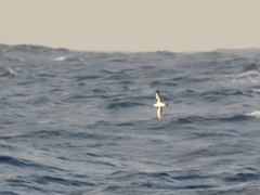 Puffinus lherminieri