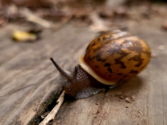 Neohelix albolabris