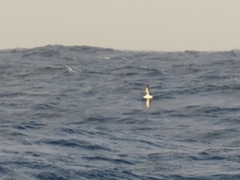 Puffinus lherminieri