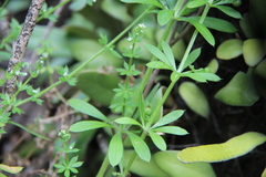 Galium aparine