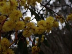 Acacia obliquinervia