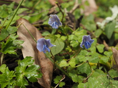 Parochetus africanus