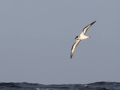 Pterodroma hasitata