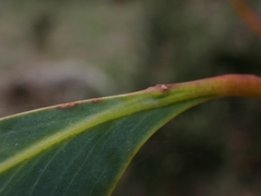 Acacia obliquinervia