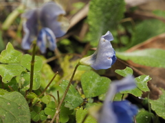 Parochetus africanus