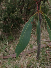 Acacia obliquinervia