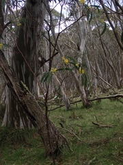 Acacia obliquinervia