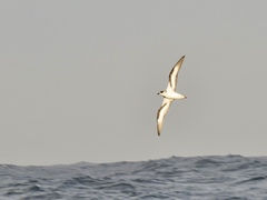 Pterodroma hasitata