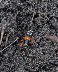 Staphylinus erythropterus