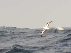 Pterodroma hasitata