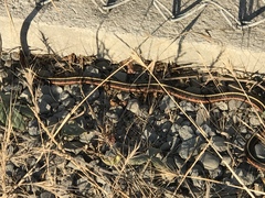 Thamnophis elegans
