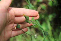 Phytomyza syngenesiae