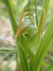 Pterostylis montana