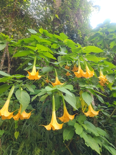 Brugmansia aurea